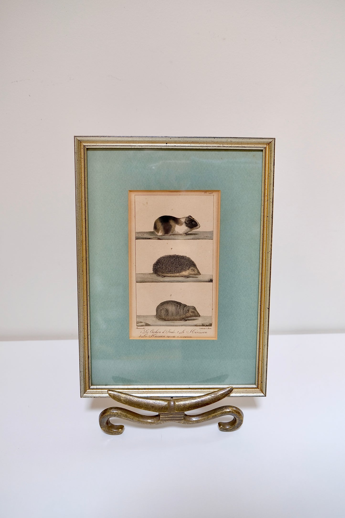 Framed Hand Colored Antique Print of a Guinea Pig, Hedgehog, and Mole