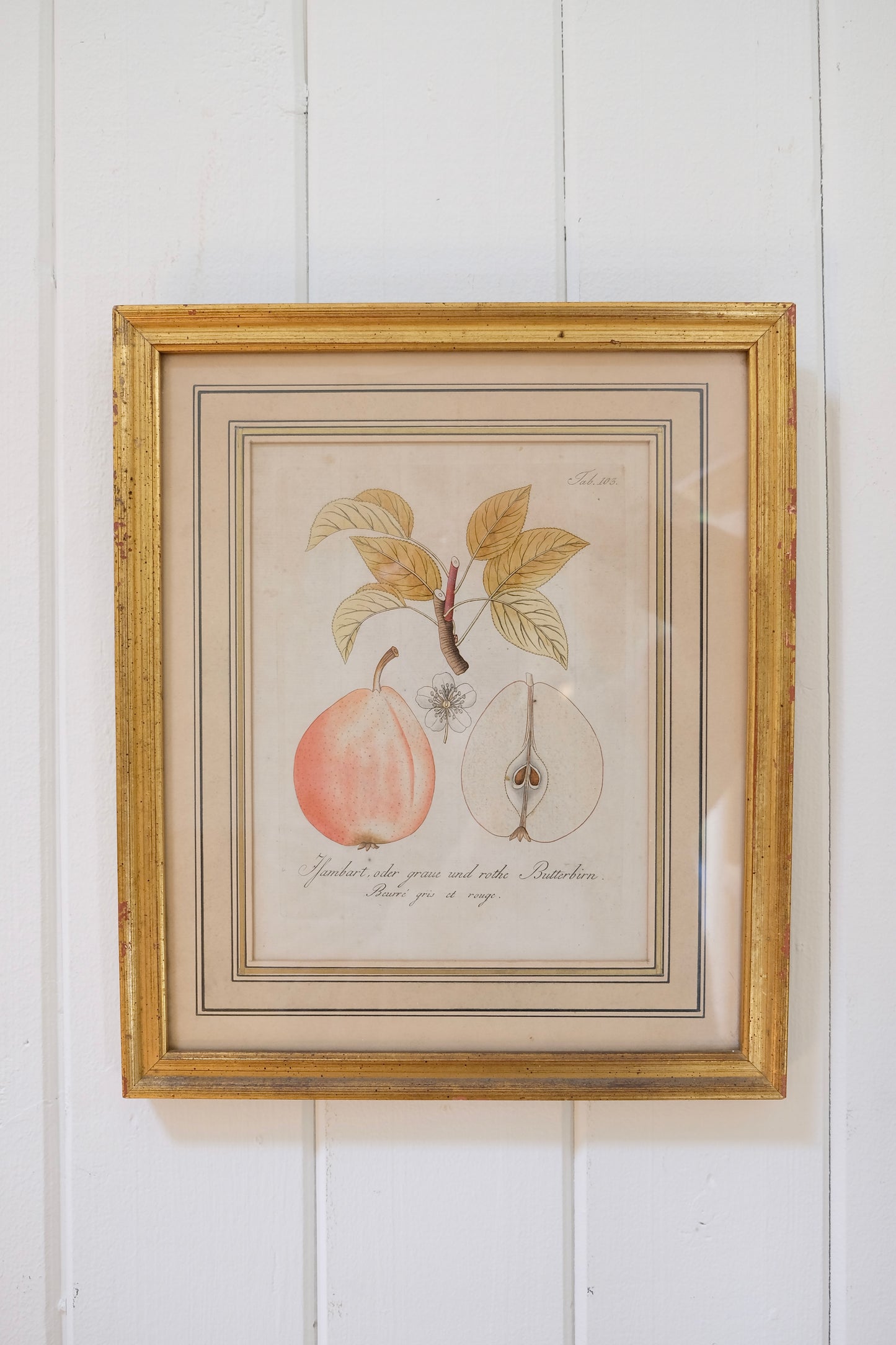 Antique Pear Print, Framed