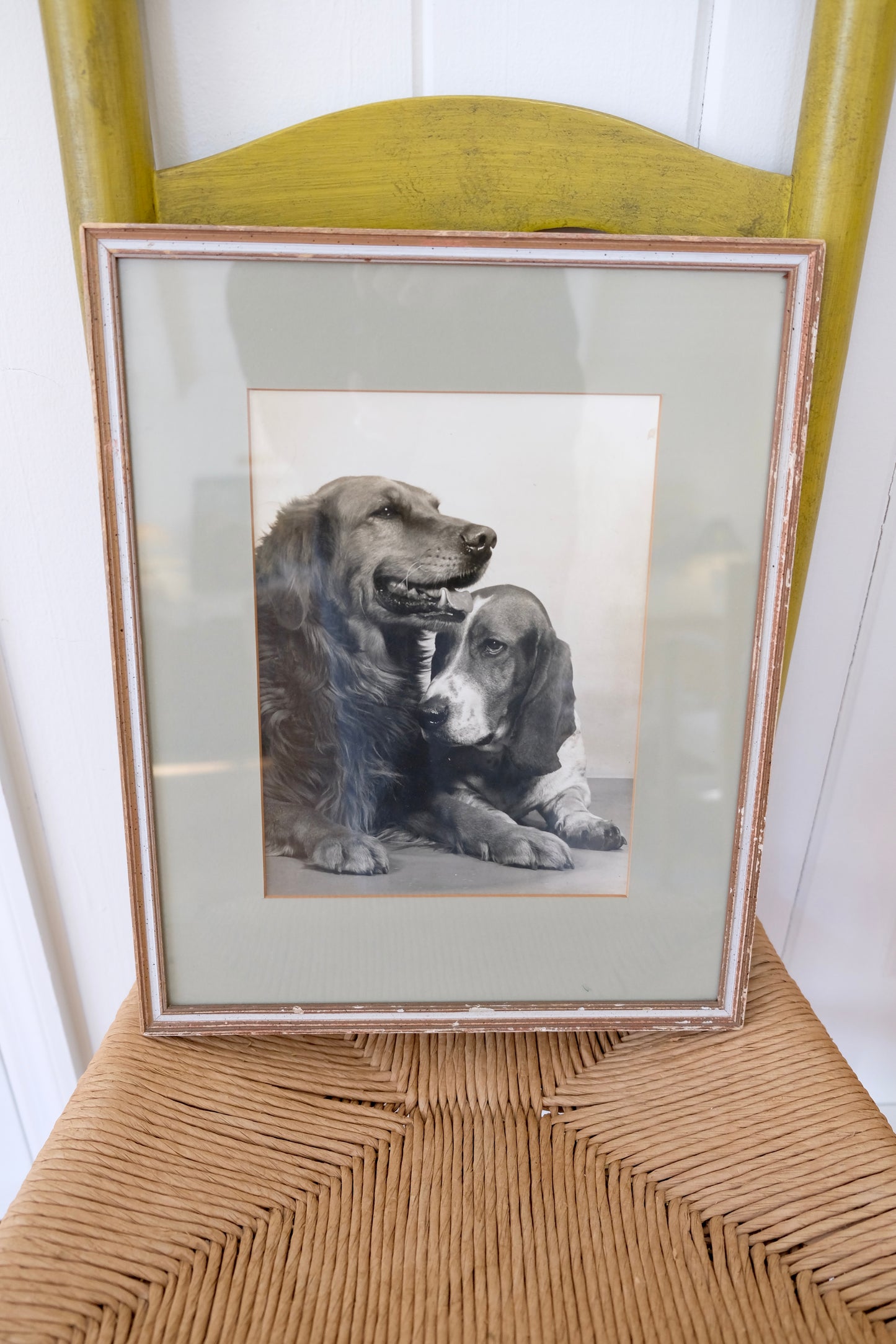 Vintage Framed Photograph Print of a Golden Retriever & Basset Hound