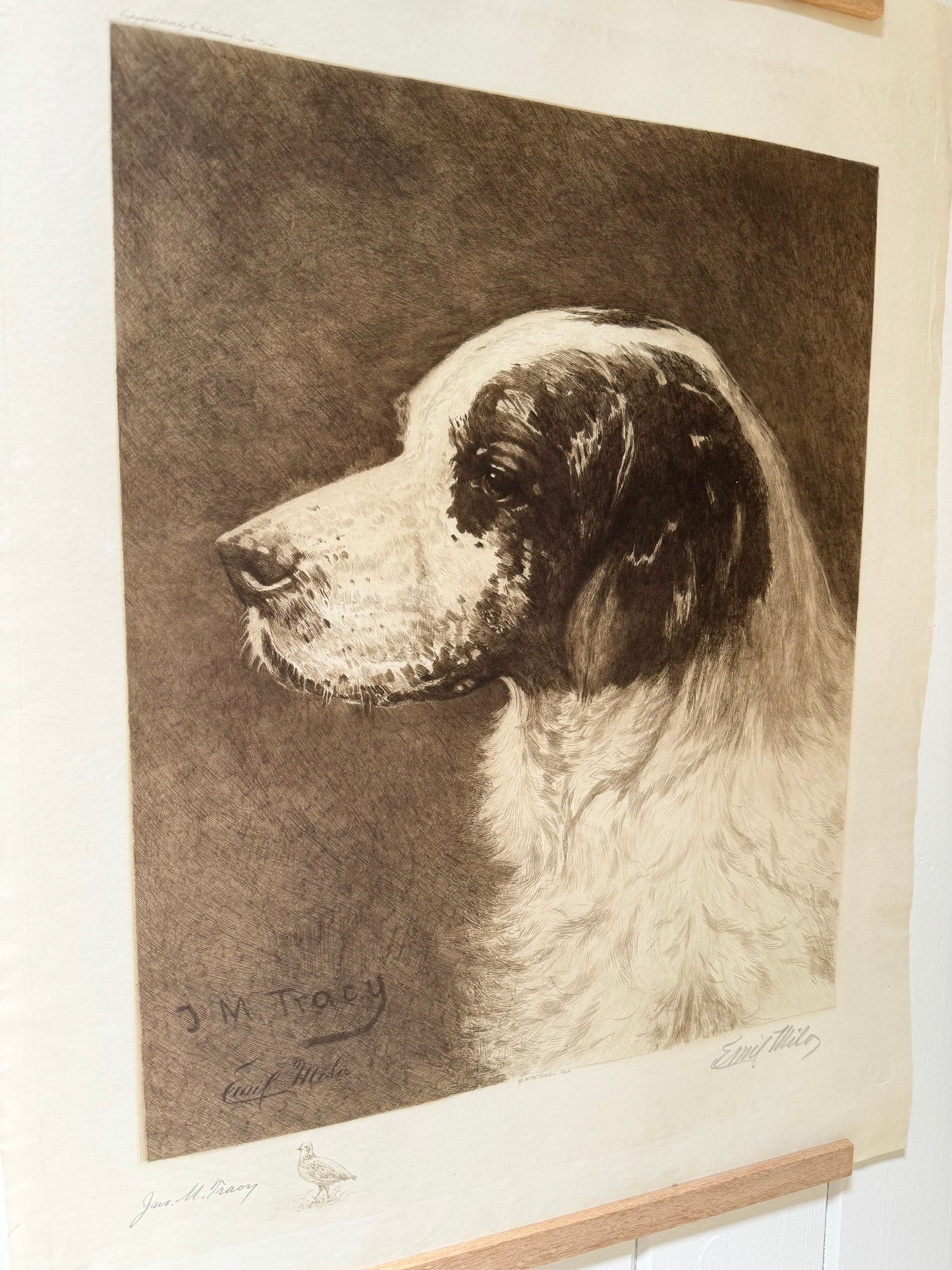 Dog Portrait Etching by John M. Tracy, 1897