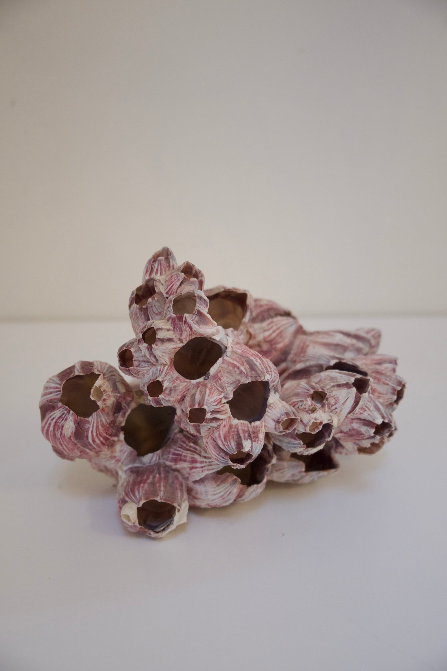 Purply Pink Barnacle Cluster