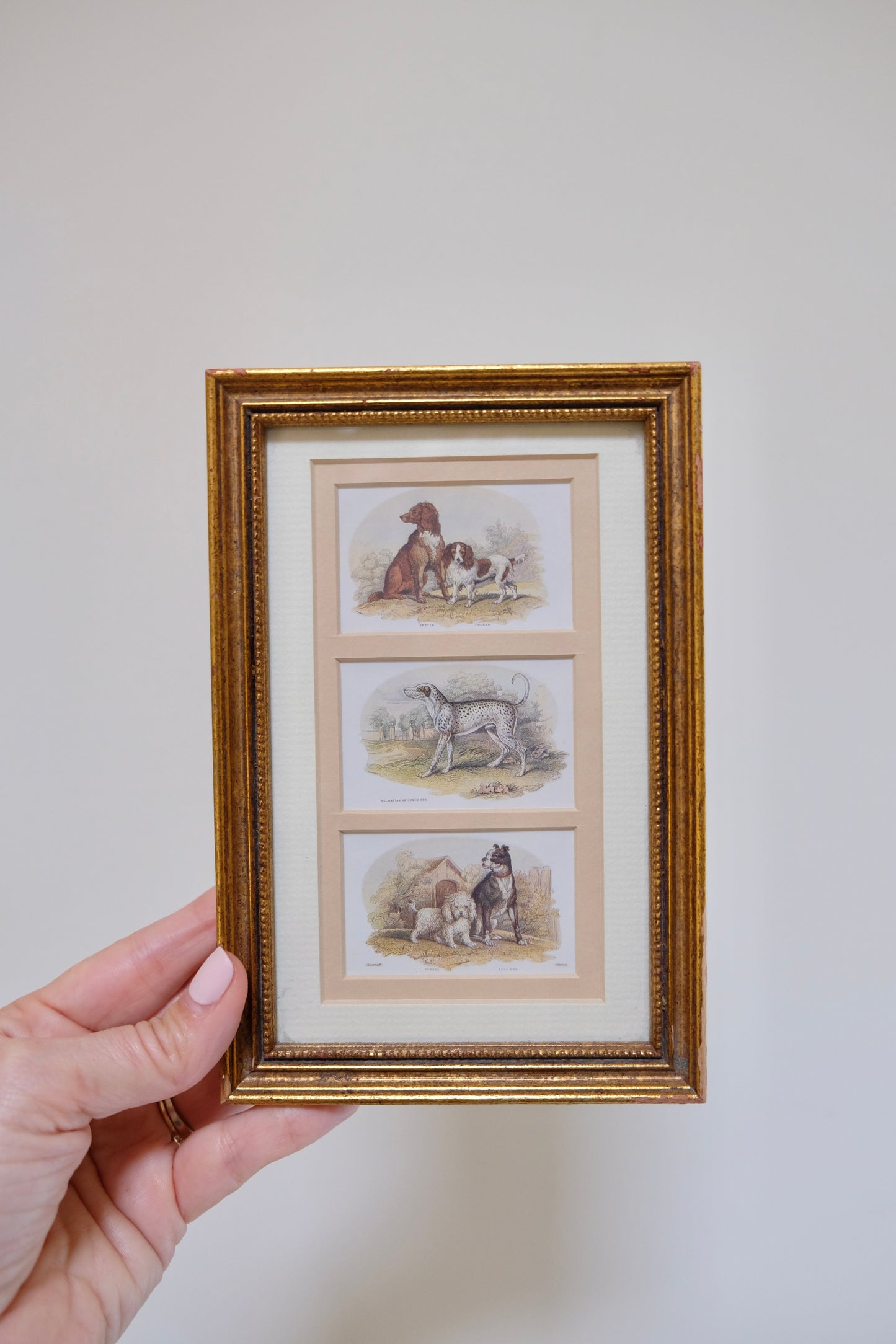 Small Framed Antique Print of Five Cute Pups