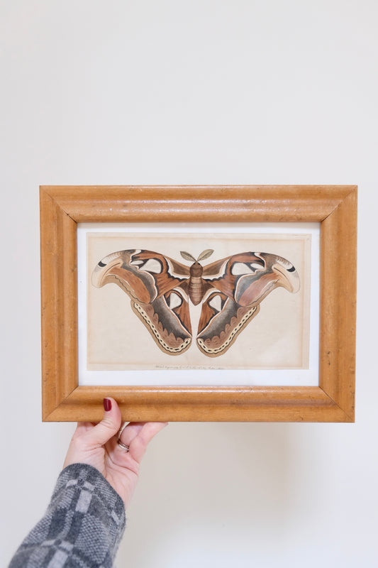 Beautiful Antique Framed Moth Print