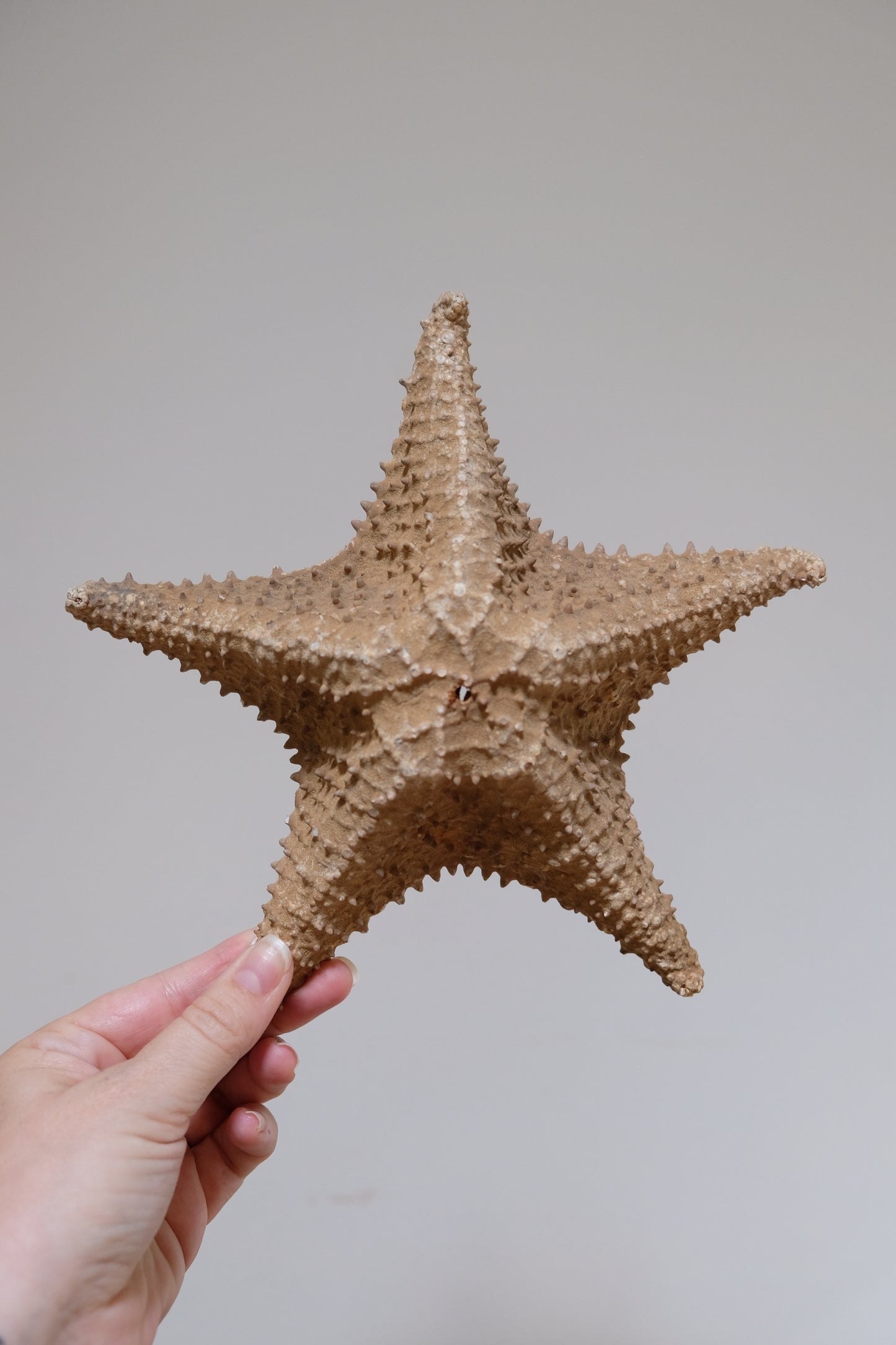 Vintage Natural Starfish