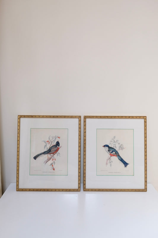 Pair of Vintage Bird Prints in Gold Beaded Frames