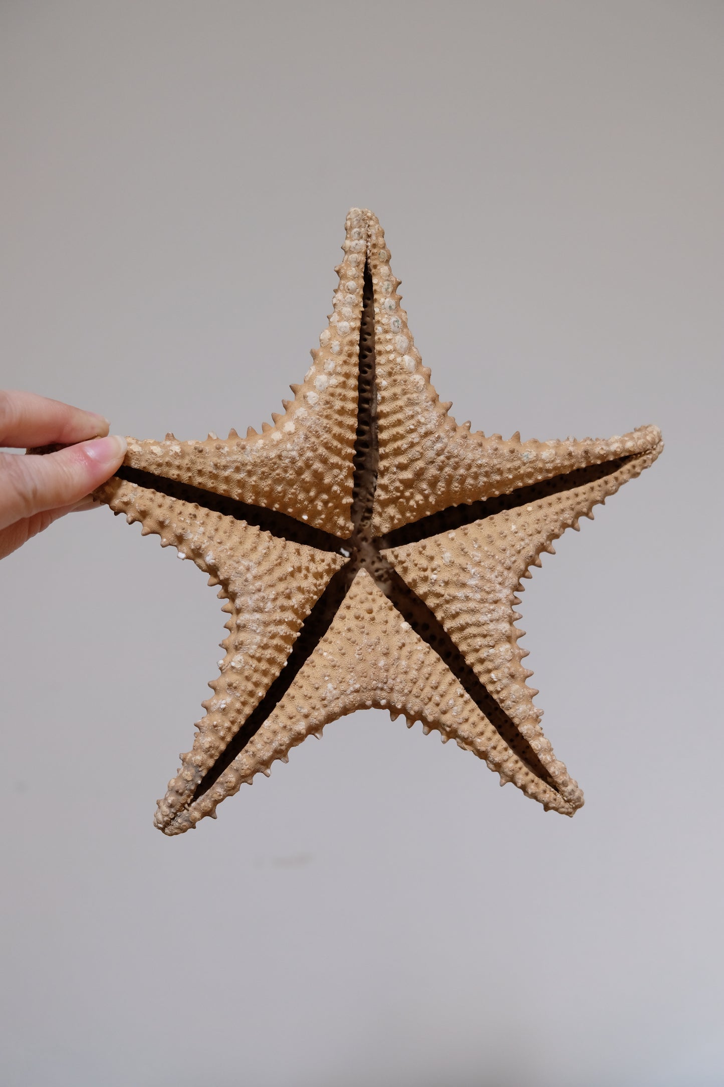 Vintage Natural Starfish