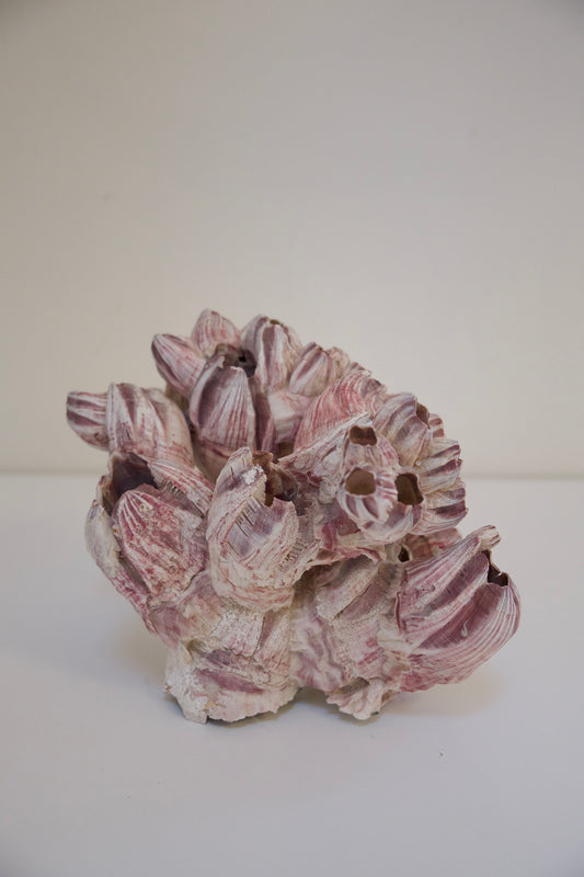 Purply Pink Barnacle Cluster