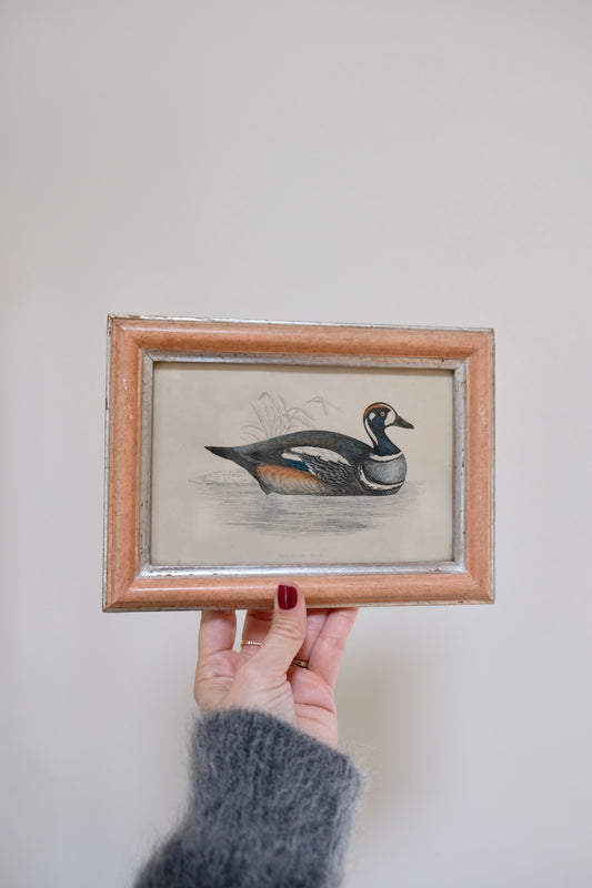 Antique Harlequin Duck Print