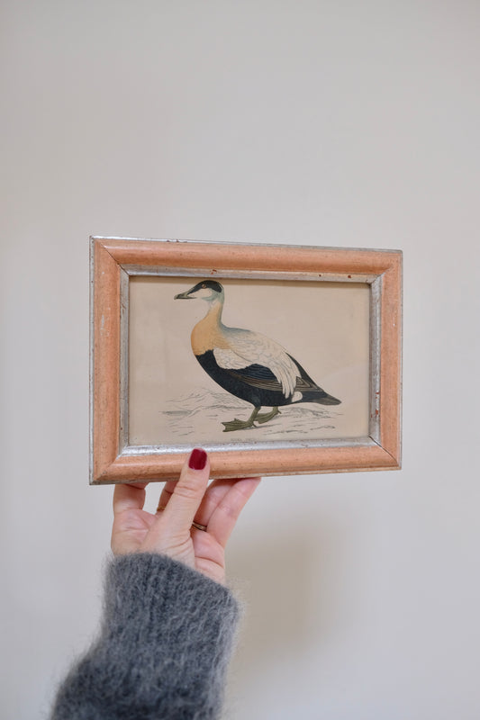 Antique Eider Duck Print