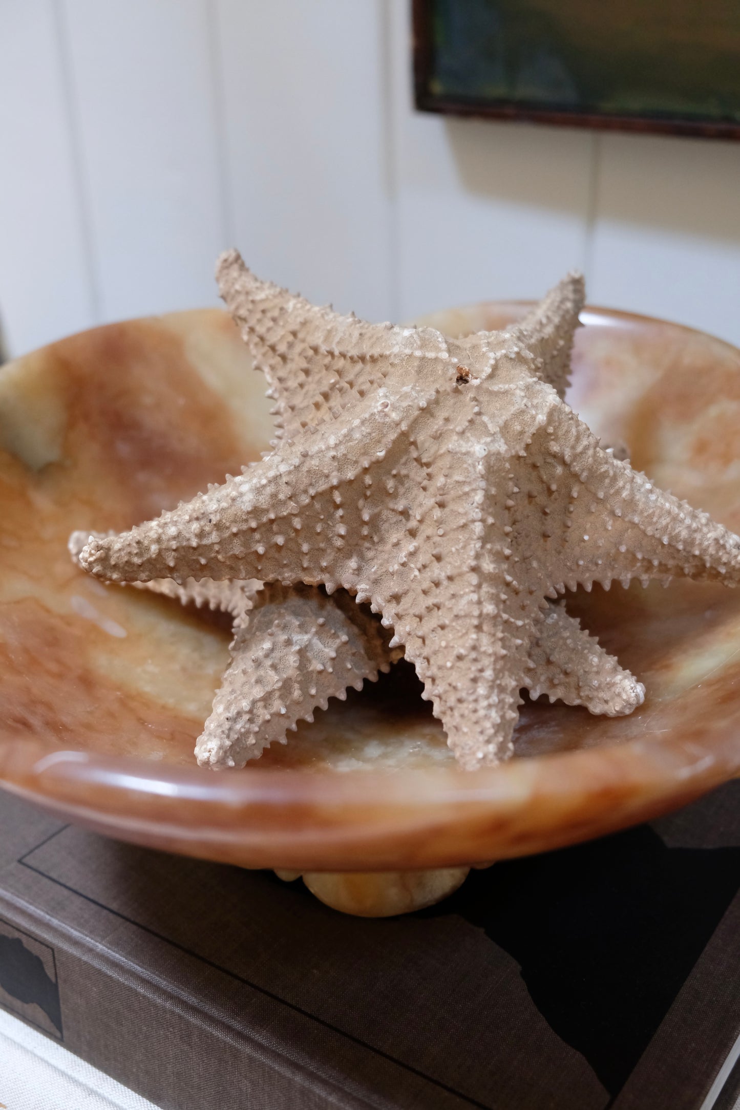 Vintage Natural Starfish