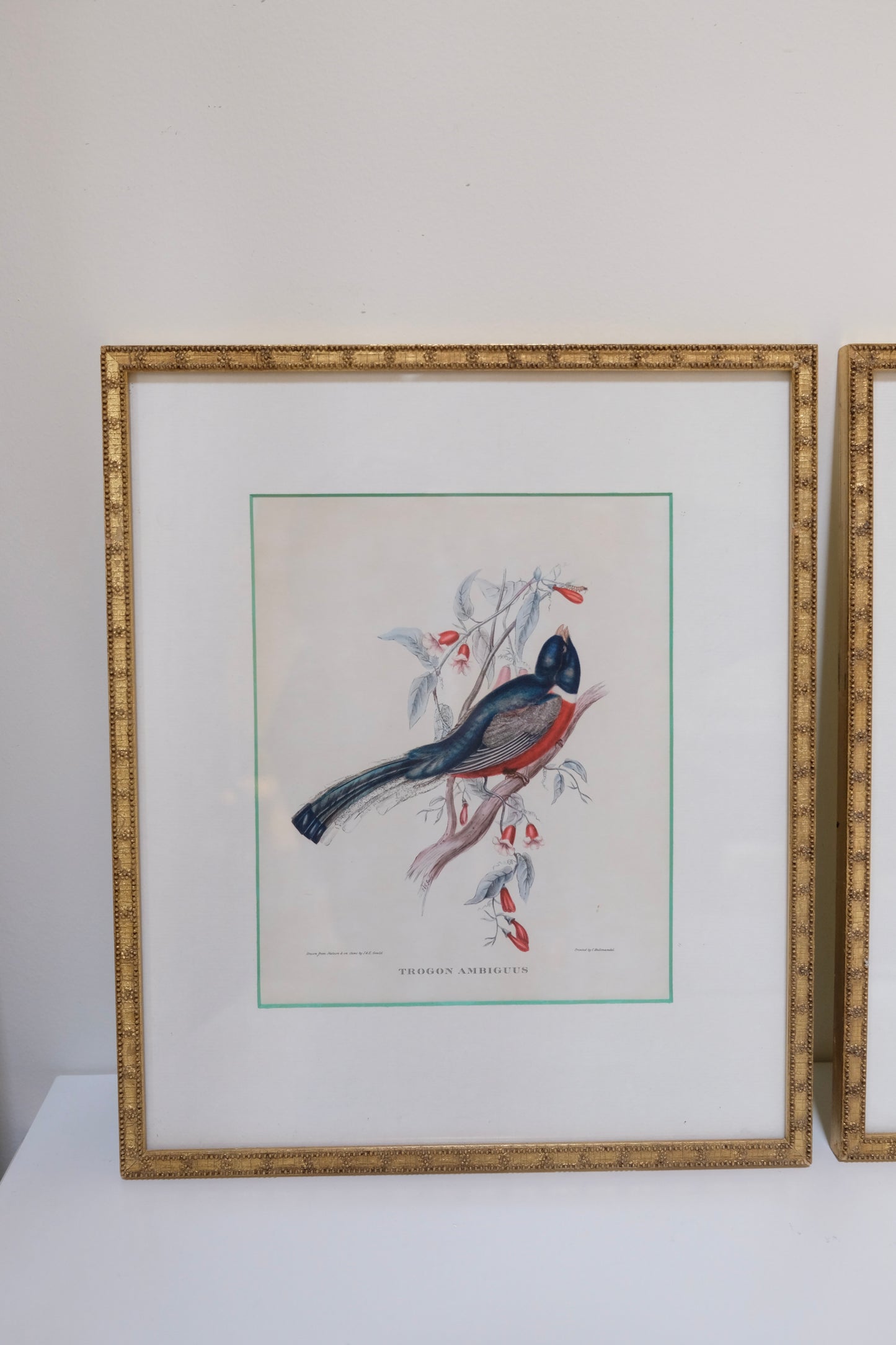 Pair of Vintage Bird Prints in Gold Beaded Frames