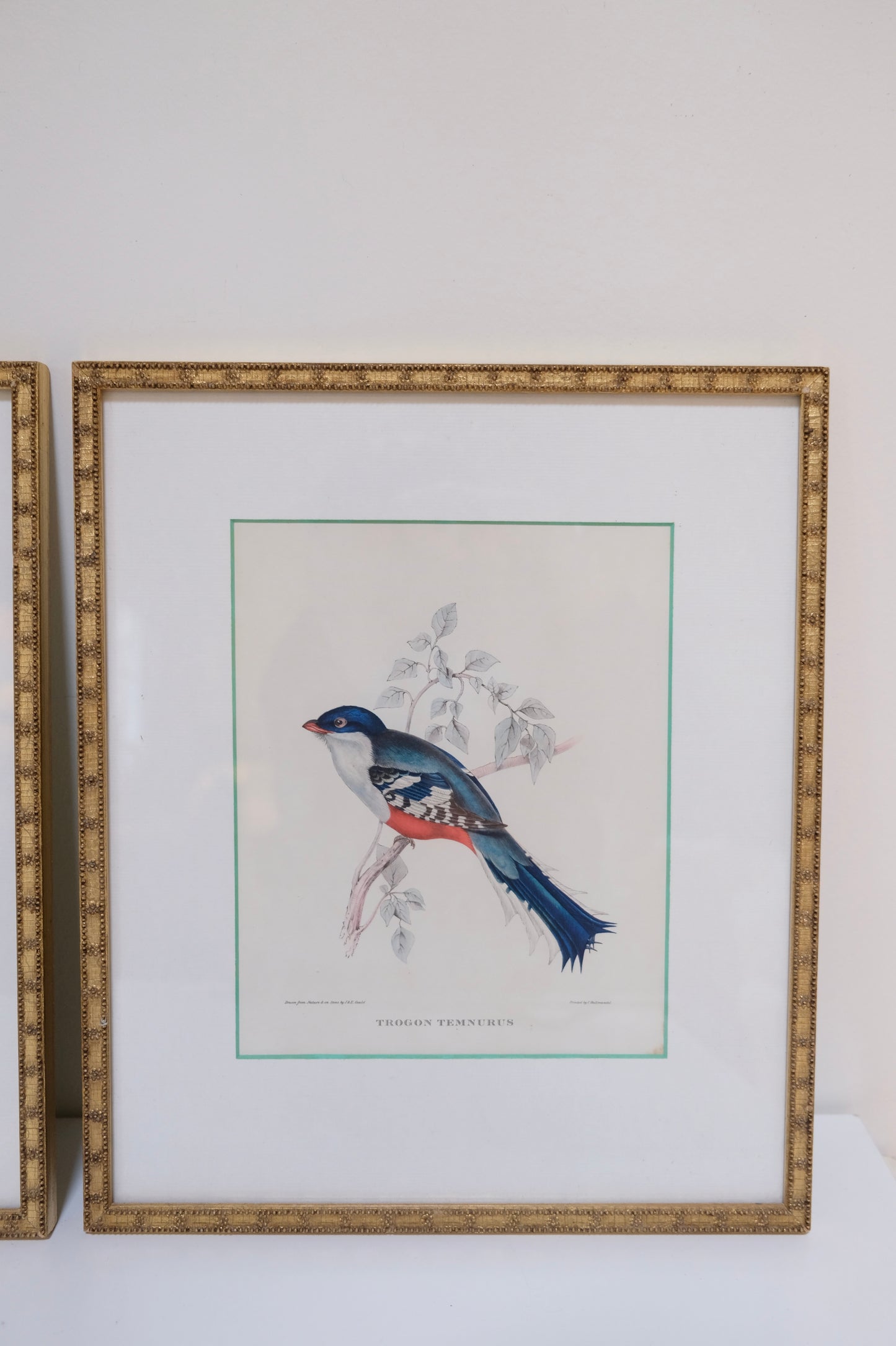 Pair of Vintage Bird Prints in Gold Beaded Frames